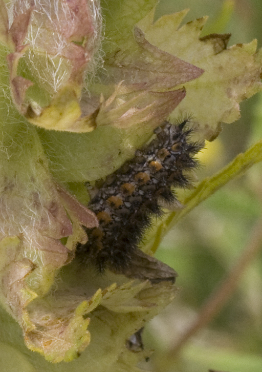 Melitaea, ma quale?